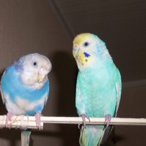セキセイインコの卵