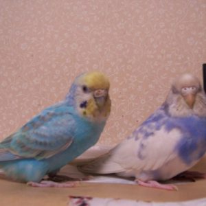 セキセイインコの寝る姿
