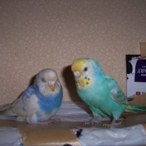 セキセイインコの寝る姿