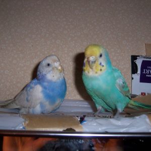 セキセイインコの寝る姿