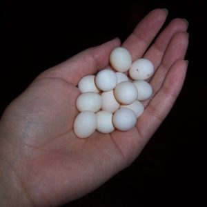 セキセイインコの卵