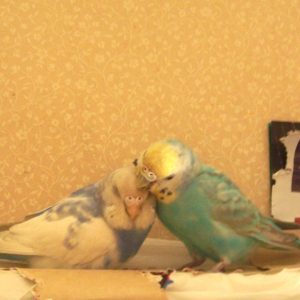 セキセイインコの羽繕い