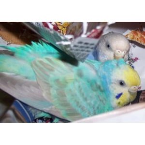 セキセイインコの卵