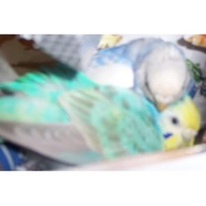 セキセイインコの卵