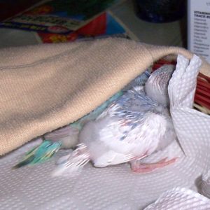セキセイインコとの生活