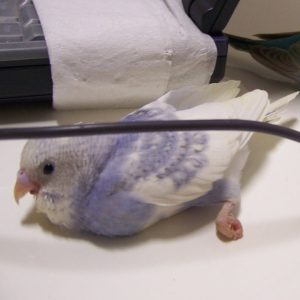 セキセイインコとの生活