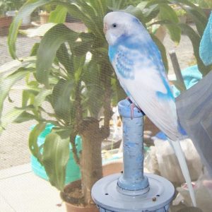 セキセイインコとの生活