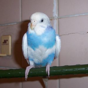 セキセイインコとの生活