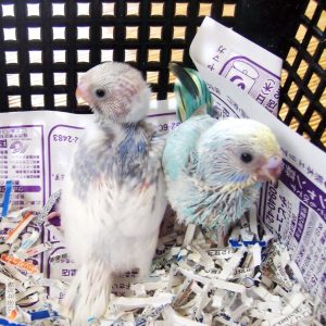 セキセイインコとの生活