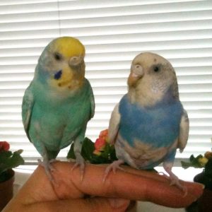 セキセイインコとの生活
