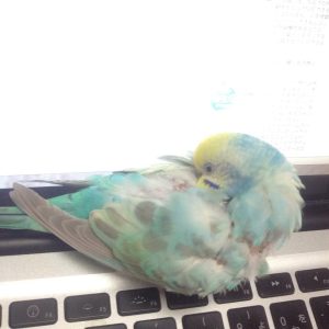 セキセイインコとの生活