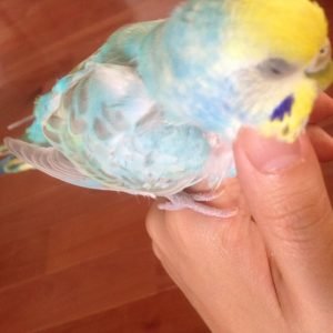 セキセイインコとの生活