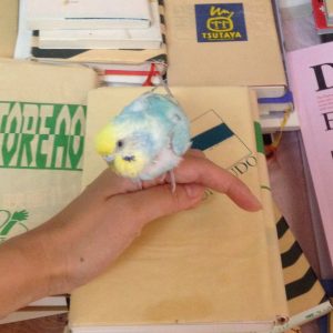 セキセイインコとの生活