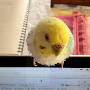 セキセイインコとの生活