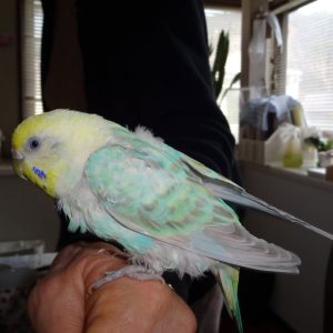 セキセイインコとの生活