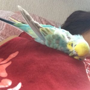 セキセイインコの寝る姿