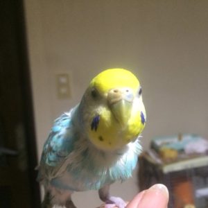 セキセイインコとの生活