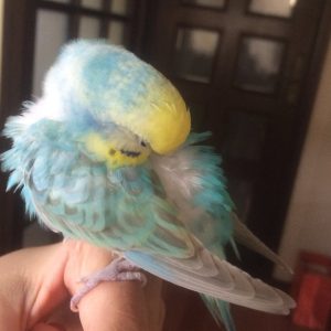 セキセイインコの病気