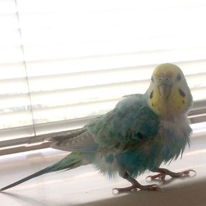 セキセイインコのレインボー
