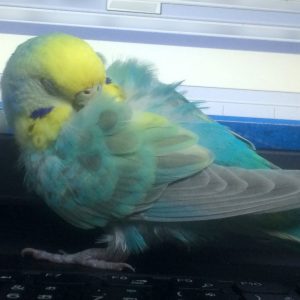 セキセイインコの寝る姿
