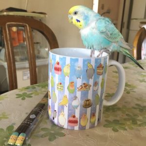 セキセイインコとの生活