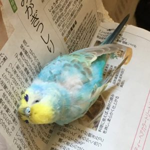 セキセイインコとの生活