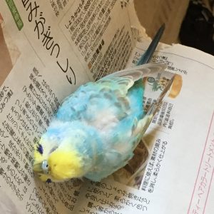 セキセイインコとの生活