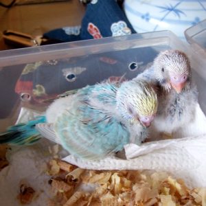セキセイインコとの生活