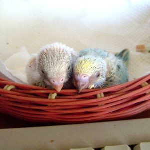 セキセイインコとの生活