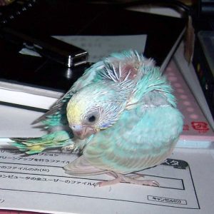 セキセイインコとの生活