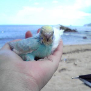 セキセイインコとの生活