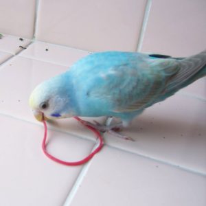 セキセイインコとの生活