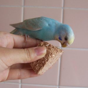 セキセイインコとの生活