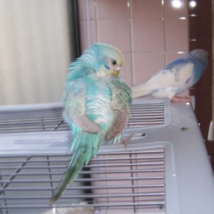 セキセイインコとの生活