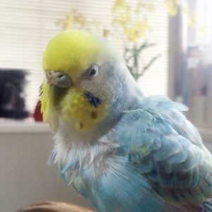 セキセイインコとの生活
